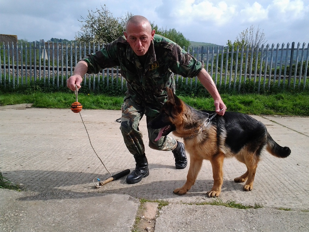 Gringo the German Shepherd puppy during play time