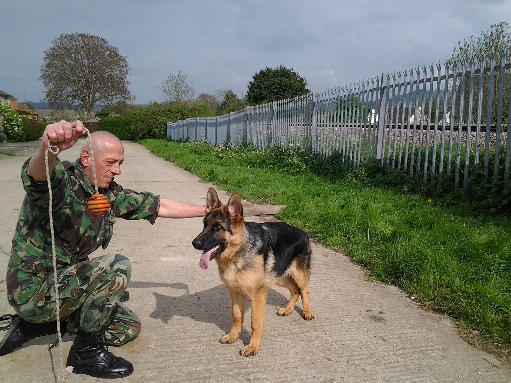 Gringo the German Shepherd puppy during play time